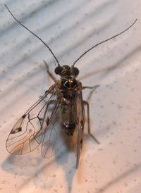 Hyalopsocus striatus